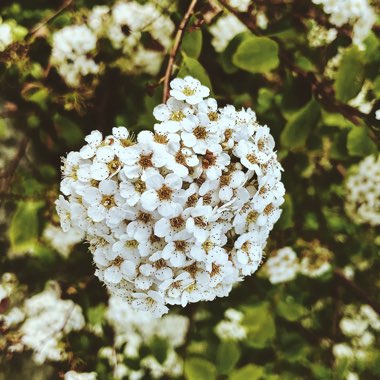 Spiraea x vanhouttei 'Gold Fountain'