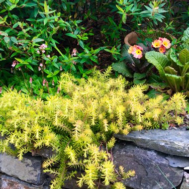 Sedum Rupestre Angelina