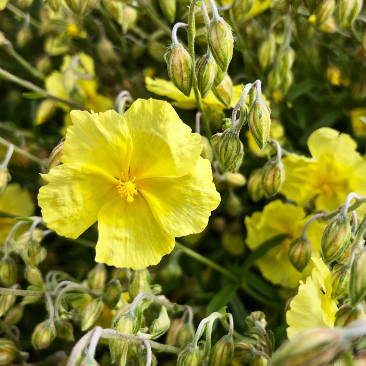 Plant image Helianthemum nummularium 'Wisley Primrose'