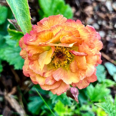 Geum 'Mai Tai'