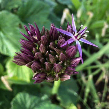 Allium cristophii