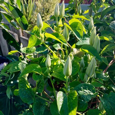 Clematis 'General Sikorski'