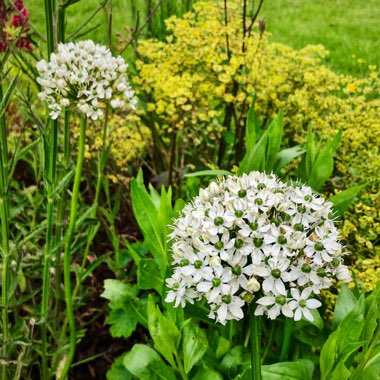 Allium nigrum syn. Allium multibulbosum, Allium nigrum var. multibulbosum