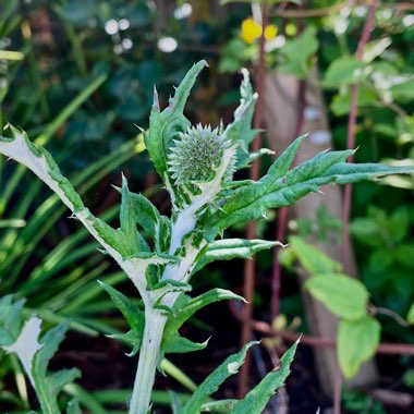 Echinops ritro 'Veitch's Blue'