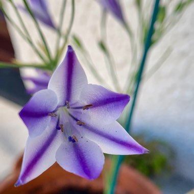 Triteleia Rudy