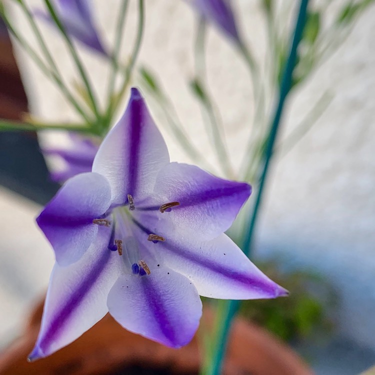 Plant image Triteleia Rudy