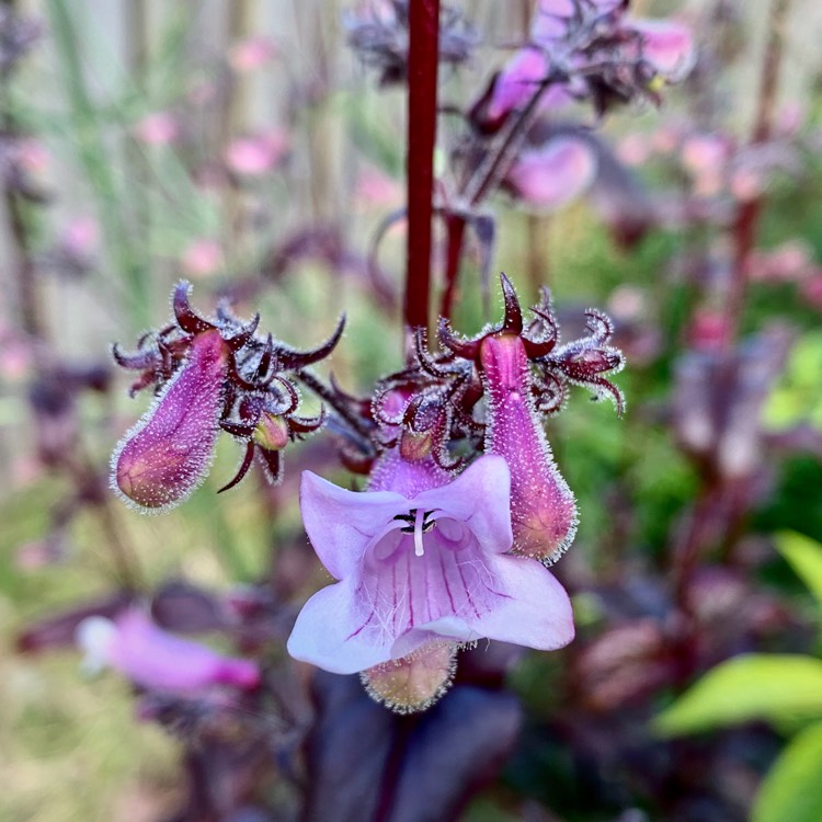 Plant image Penstemon 'Dark Towers'