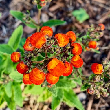 Calceolaria integrifolia