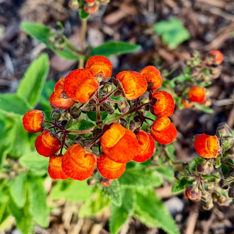 Plant image Calceolaria integrifolia