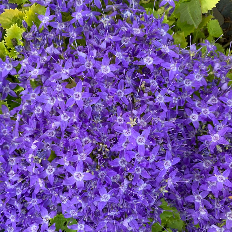 Plant image Campanula carpatica 'Jewel'