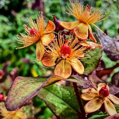 Hypericum 'Magical Universe'