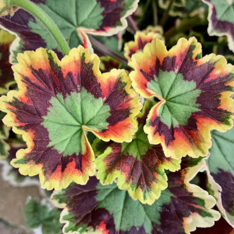 Plant image Pelargonium 'Mrs Pollock'