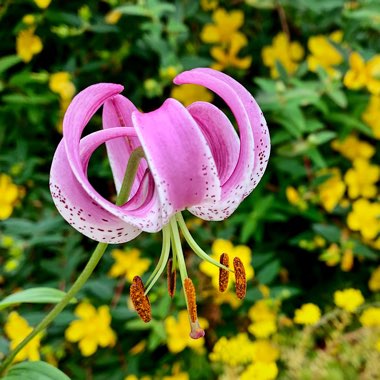 Lilium martagon