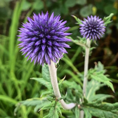 Echinops ritro 'Veitch's Blue'