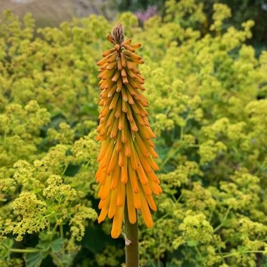 Kniphofia 'Mango Popsicle' (Popsicle Series)