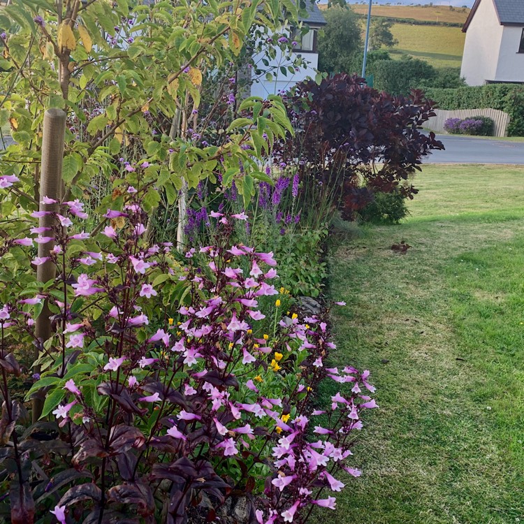 Plant image Penstemon 'Dark Towers'