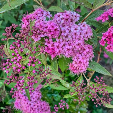 Spiraea