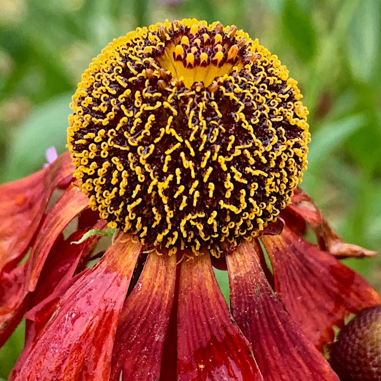 Plant image Helenium 'Moerheim Beauty'