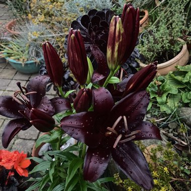 Lilium 'Black Charm'