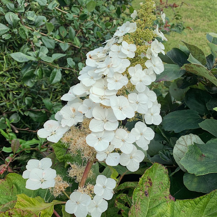 Plant image Hydrangea quercifolia 'Pee Wee'