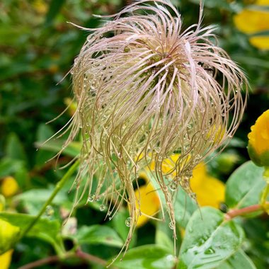 Clematis tangutica 'Bill MacKenzie'