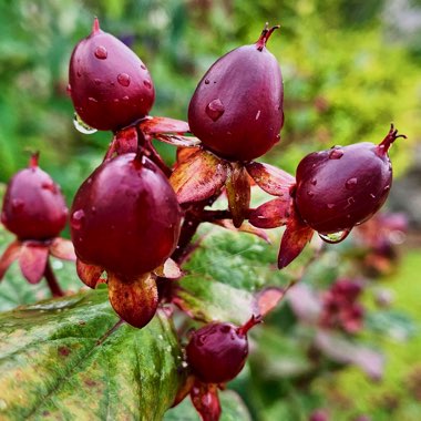 Hypericum 'Magical Universe'