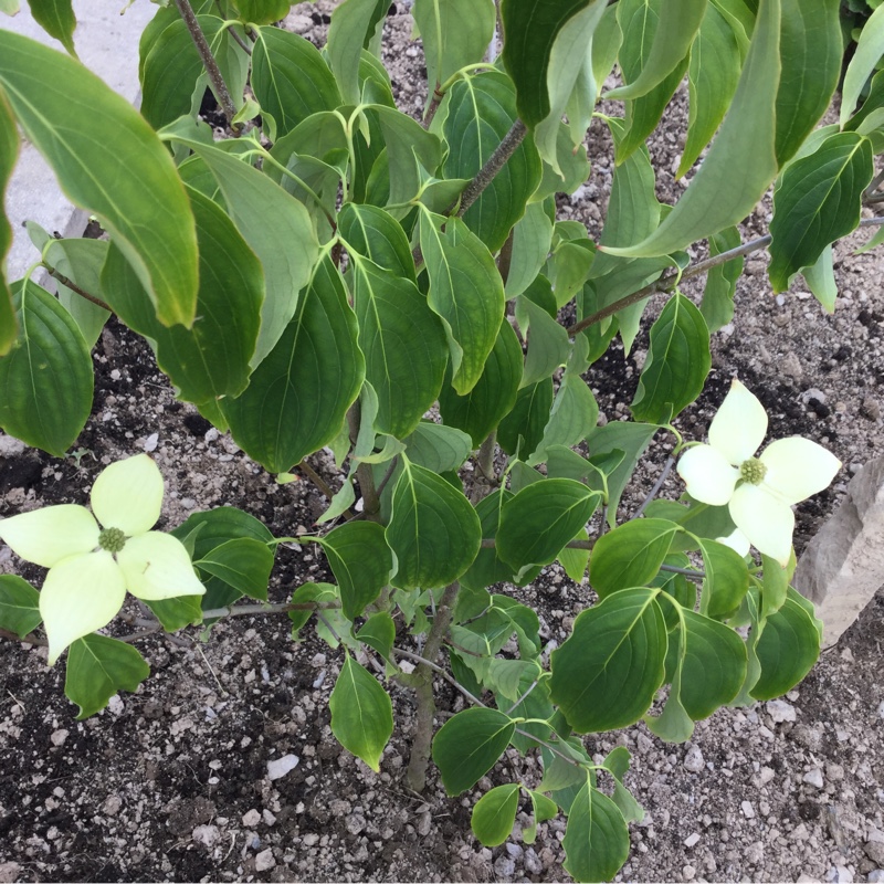 Plant image Cornus kousa 'China Girl'