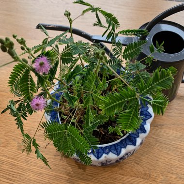 Mimosa pudica