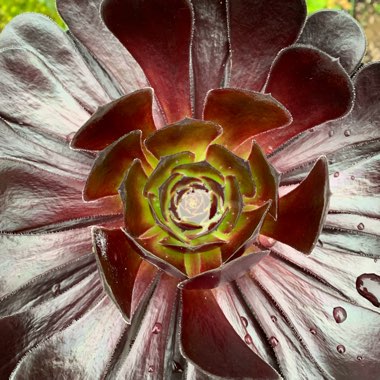 Aeonium Arboreum Zwartkop