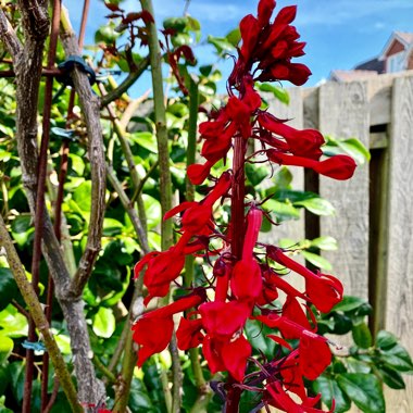 Lobelia cardinalis 'Queen Victoria'