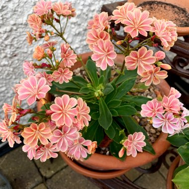 Lewisia 'Little Plum' (Little Series)