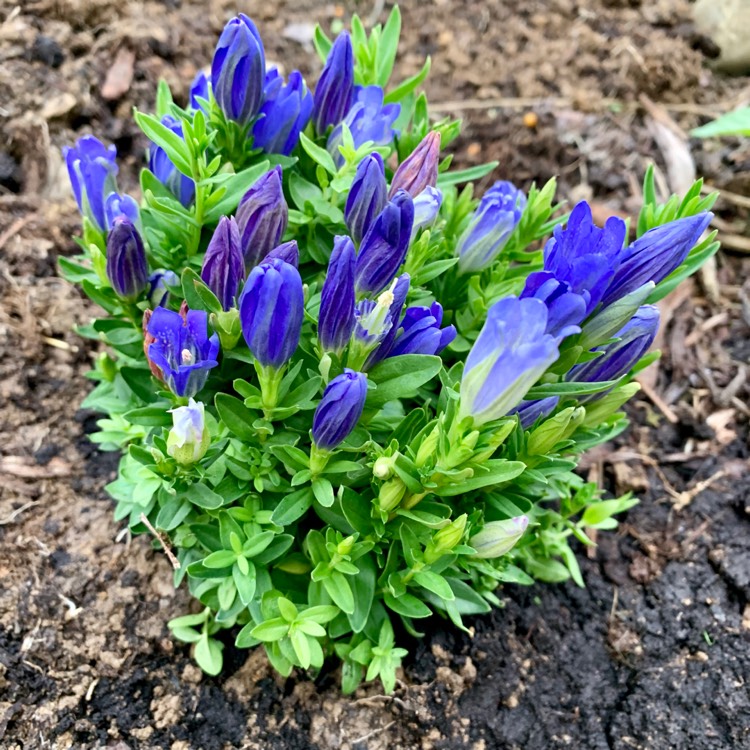 Plant image Gentiana 'Diana'