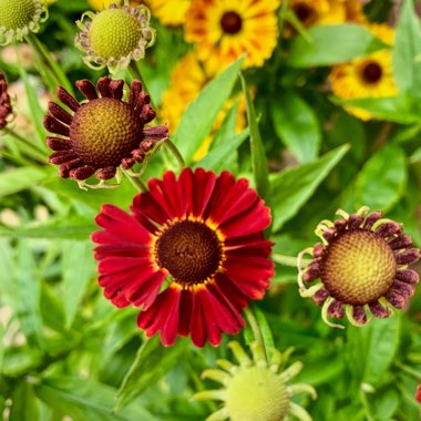 Helenium