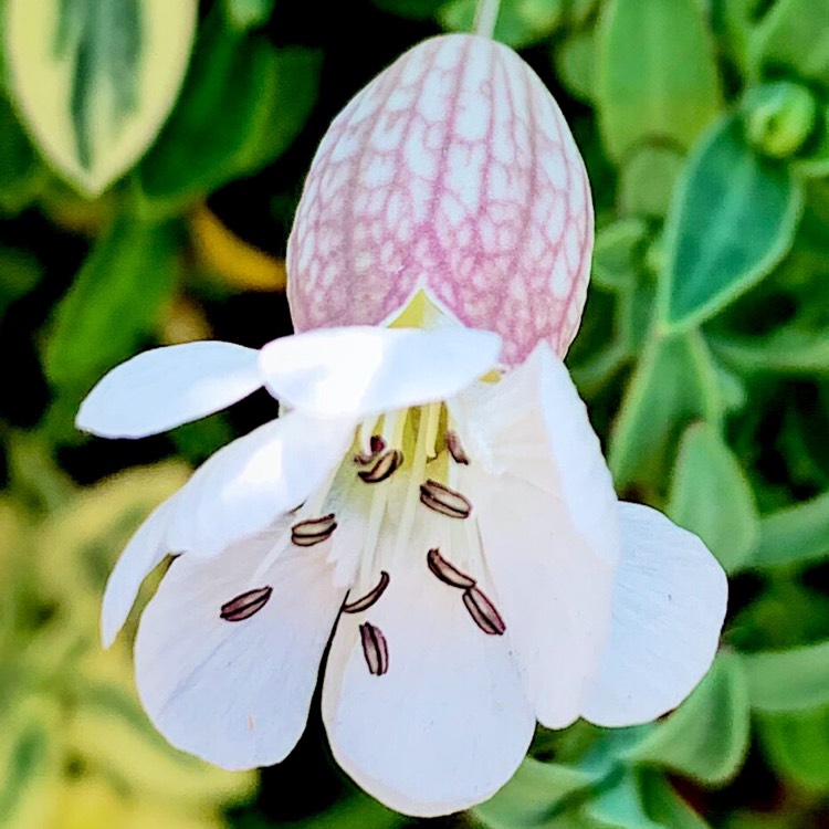 Plant image Silene Uniflora