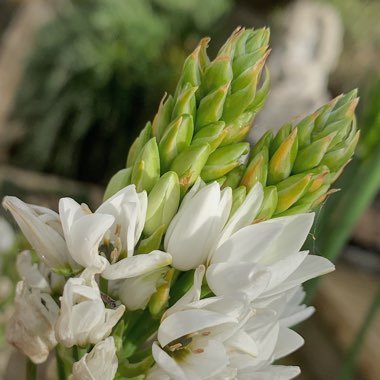 Ornithogalum thyrsoides