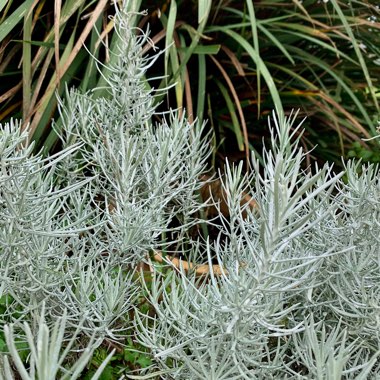 Helichrysum italicum 'Korma'