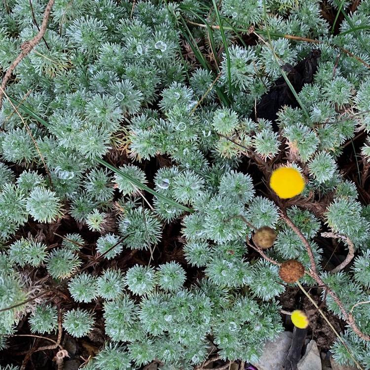 Plant image Leptinella hispida syn. Cotula hispida