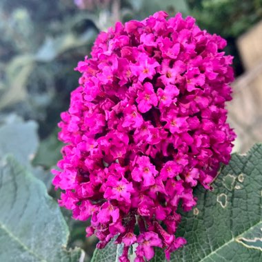 Buddleja davidii 'Buzz Hot Raspberry' (Buzz Series)