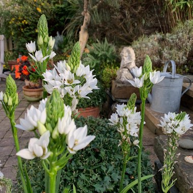 Ornithogalum thyrsoides