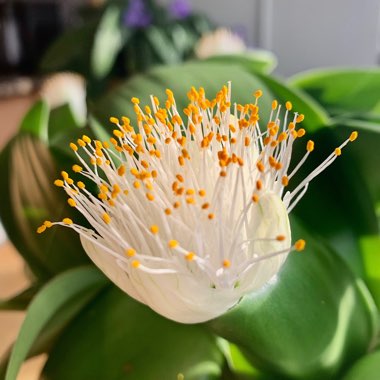 Haemanthus albiflos