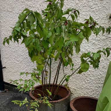 Leycesteria formosa