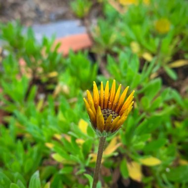 Osteospermum