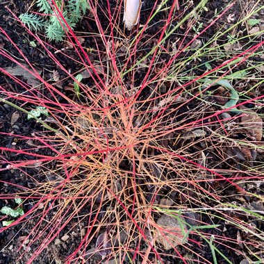 Cornus sanguinea 'Winter flame'