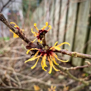 Hamamelis