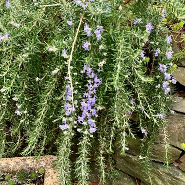 Salvia rosmarinus (Prostratus Group) syn. Rosmarinus officinalis (Prostratus Group)