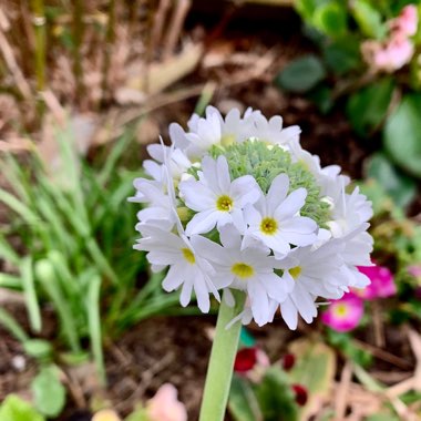 Primula denticulata 'Alba'