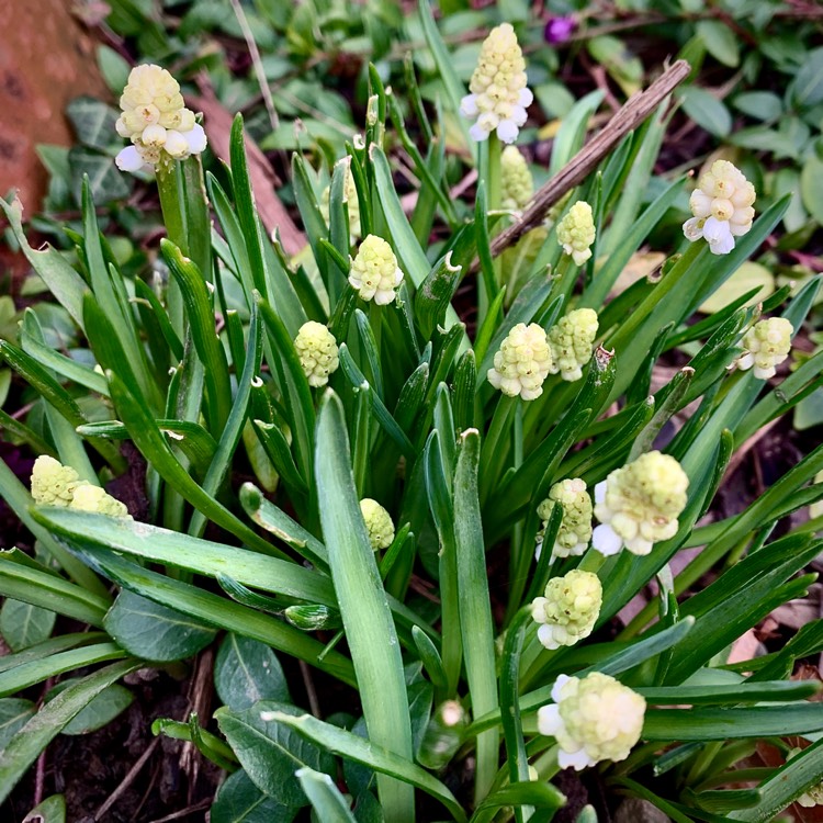 Plant image Muscari aucheri 'White Magic'