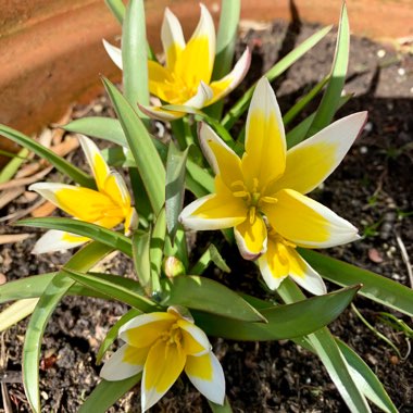 Tulipa tarda