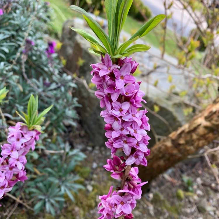 Plant image Daphne 'mezereum'