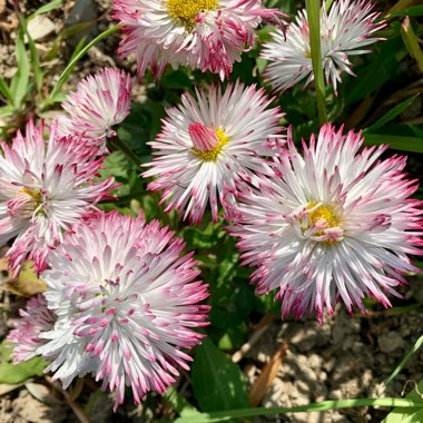 Bellis perennis Habanera